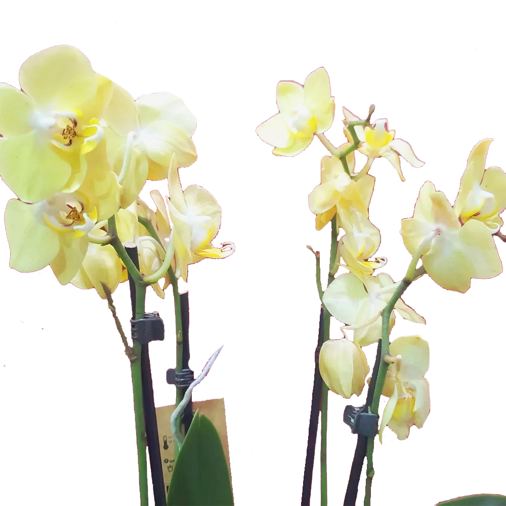 popcorn-yellow-large-pyc-009