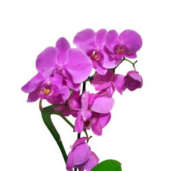 Purple Orchids - Large