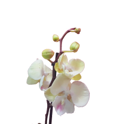 White Orchids - Medium