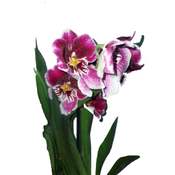 Magenta and White Orchids