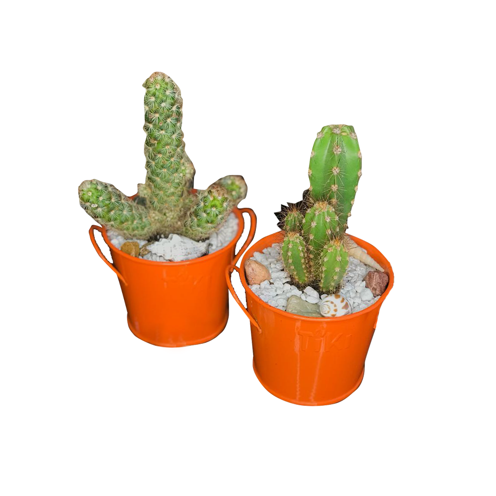 cactus-arrangement-small-cbj-sku-001