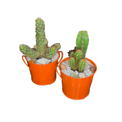 Cactus arrangement Large
