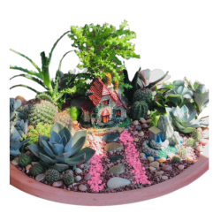 Cactus & Succulent Garden Medium