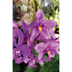 Ground Orchid - Philippine Ground Orchids