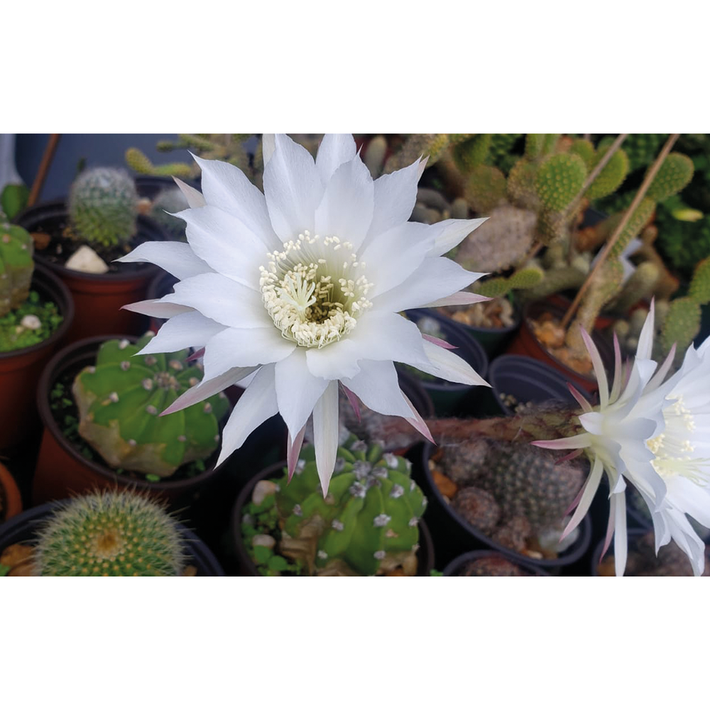 cactus-domino-cactus-easter-lily-cactus-gts-sku-003