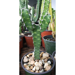 Cactus - Euphorbia Variegated - Fairy Castle Cactus