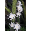 Cactus - Hedge Hog or Easter Lily Cactus 