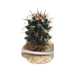 Cactus - Mammillaria - Pin Cushion Cactus 