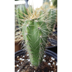 Cactus - Pilosocerus Cactus