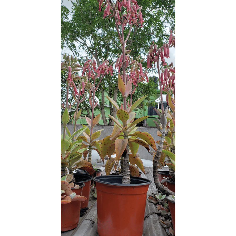 succulent-kalanchoe-palm-beach-bells-donkey-ears-plant-gts-sku-010