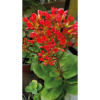 Succulent - Kalanchoe - Red - Flaming Katy
