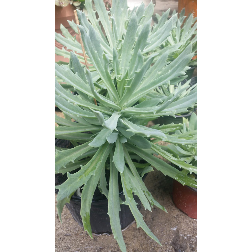succulent-kalanchoe-spear-head-gts-sku-013