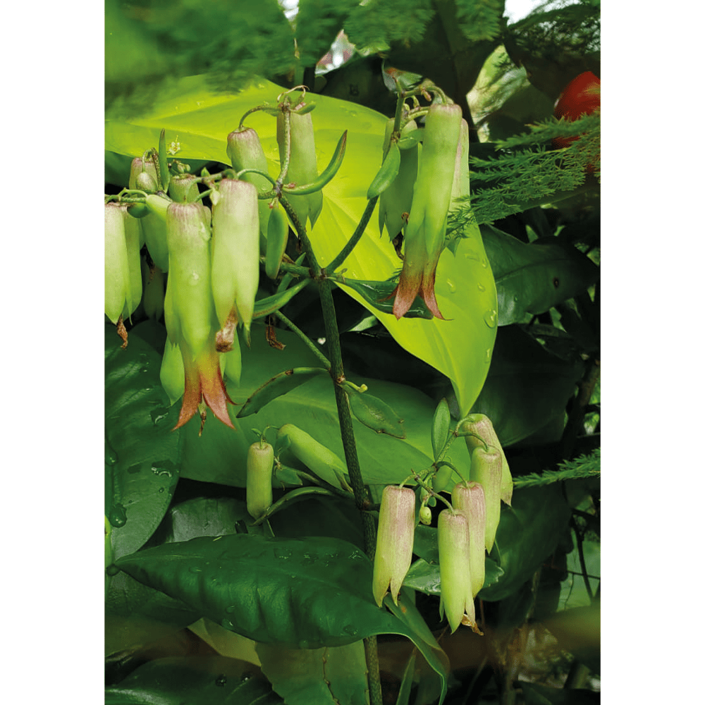 plant-kalanchoe-leaf-of-life-plant-gts-sku-014