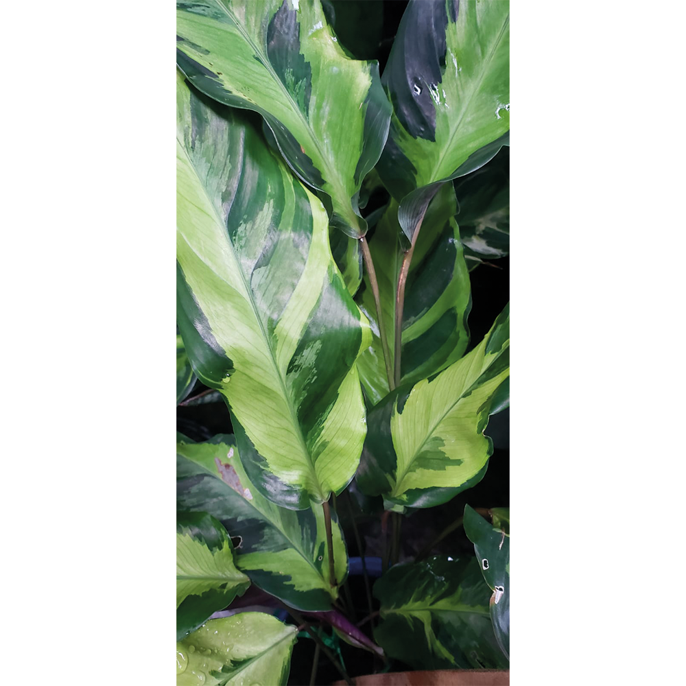 plant-calathea-prayer-plants-gts-sku-016
